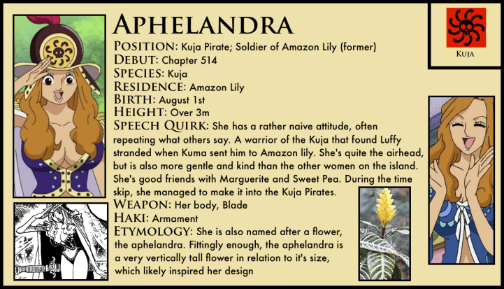 Aphelandra_one_piece